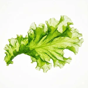 Algal dha 10% powder